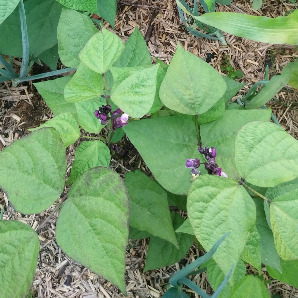 Violette Buschbohne 'Royal Burgundy' (Phaseolus vulgaris) Samen