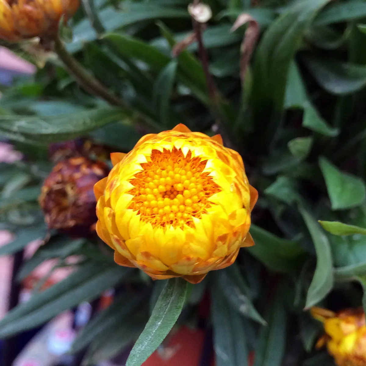Hohe Strohblume 'Lemon Yellow' (Xerochrysum bracteatum) Samen