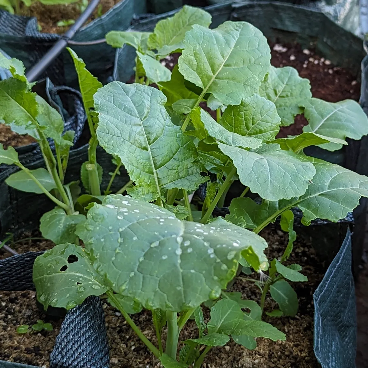 Abessinischer Kohl (Brassica carinata) Samen