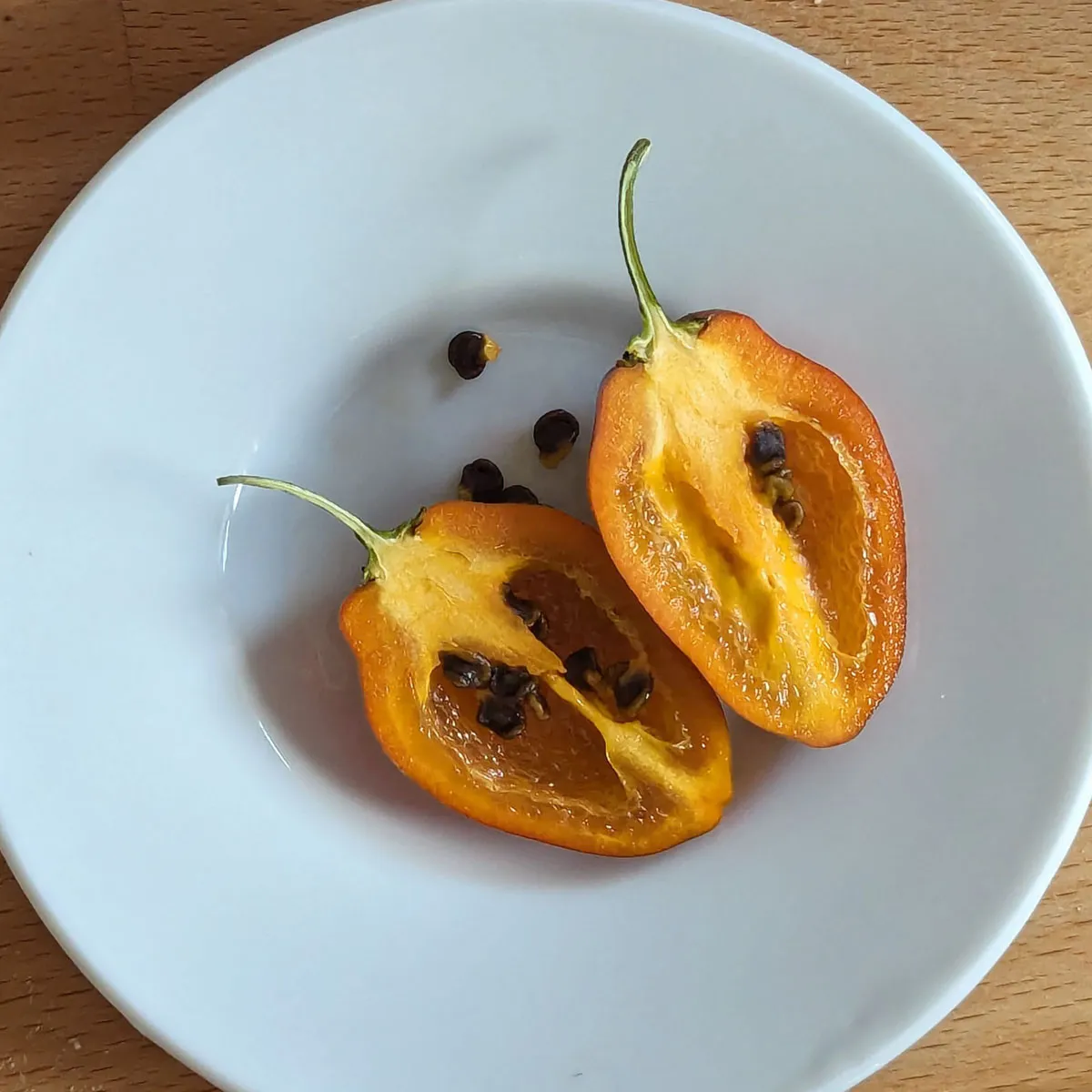 Baumchili 'Rocoto Canario' (Capsicum pubescens) Samen