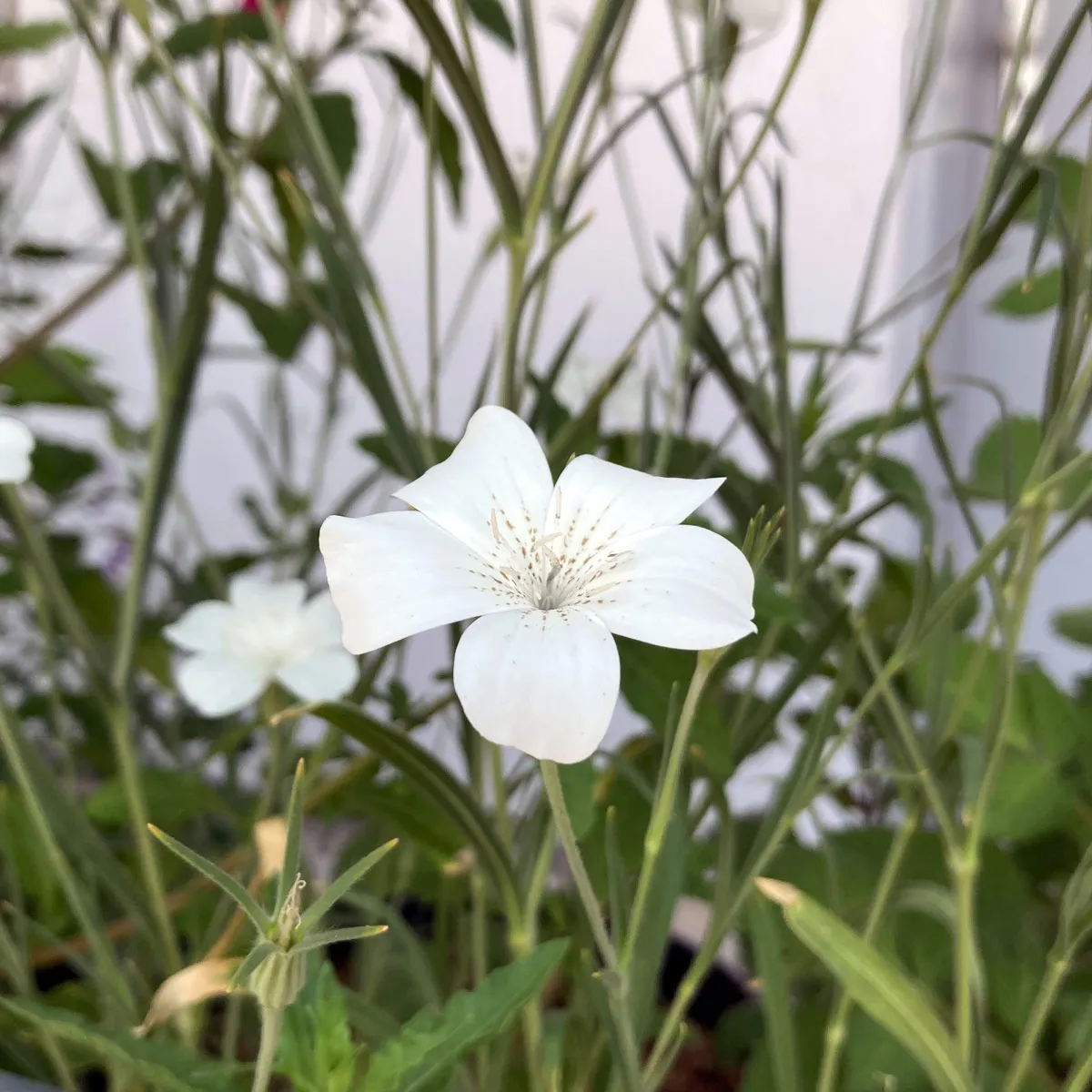 Weiße Kornrade 'Ocean Pearls' (Agrostemma githago) Samen