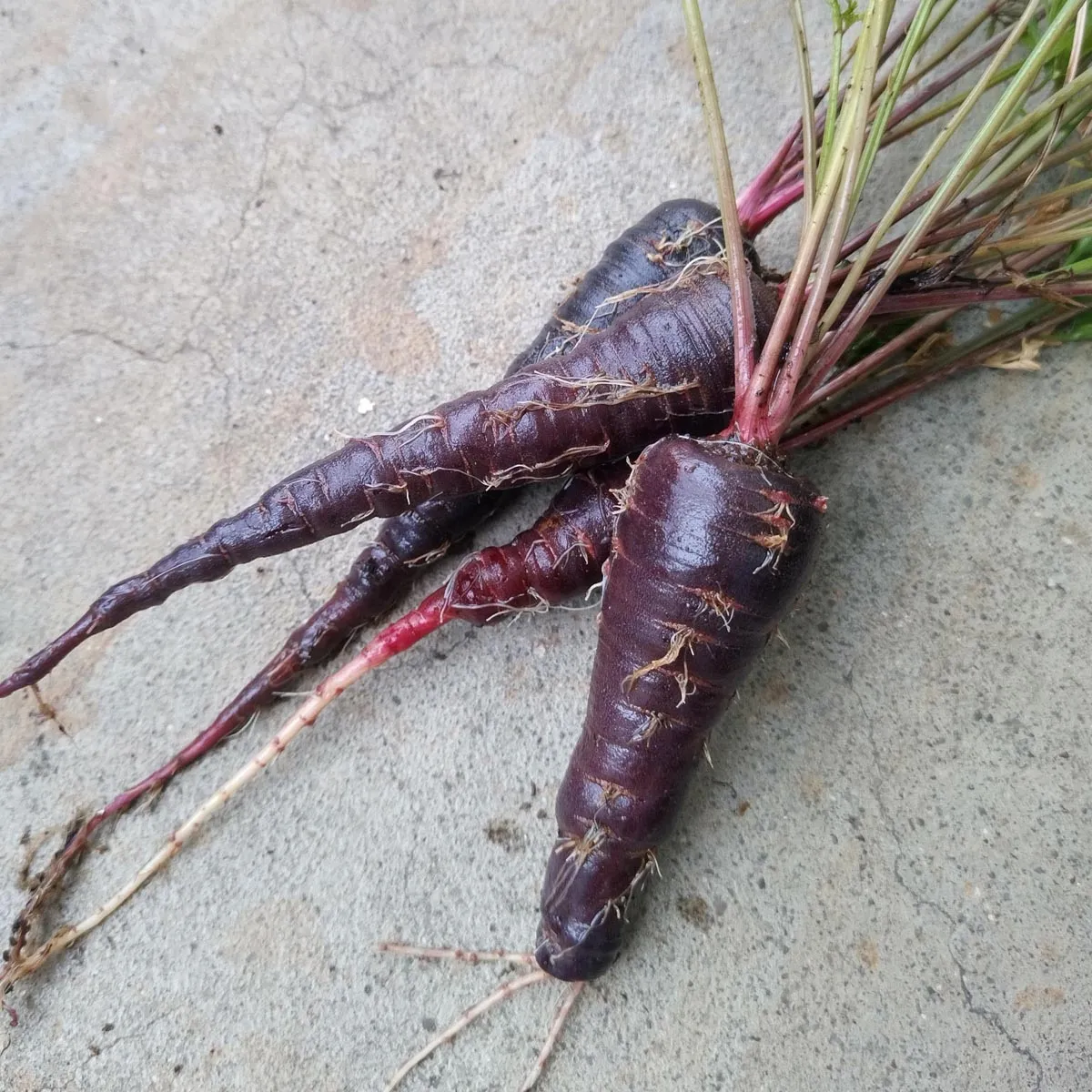 Violette Möhre 'Schwarze Spanische' (Daucus carota) Samen