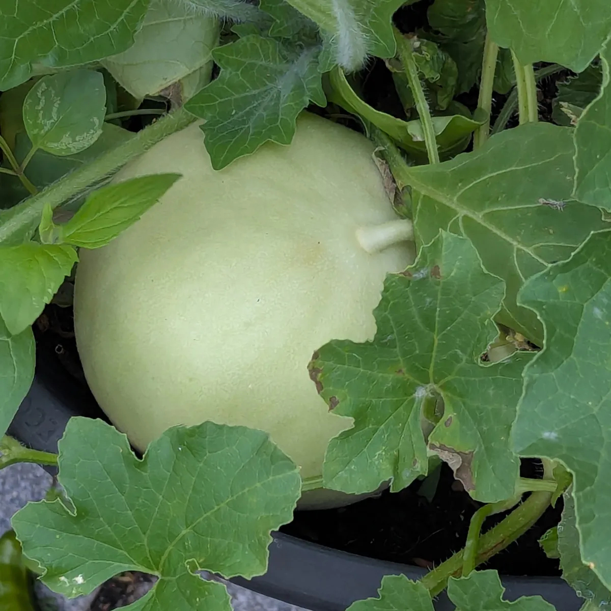 Honigmelone 'Oliwin' (Cucumis melo) Samen
