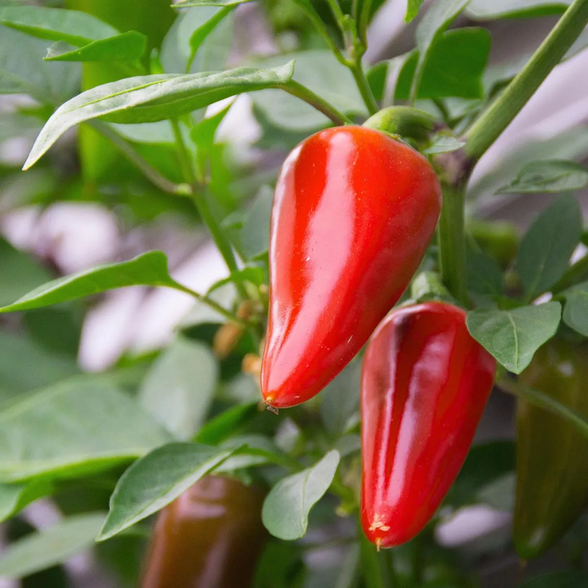 Baskischer Chili 'Gorria' (Capsicum annuum) Samen