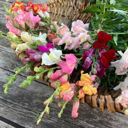 Frisch geschnittene Löwenmäulchen in Rosa, Rot, Gelb und Weiß in einem Weidenkorb