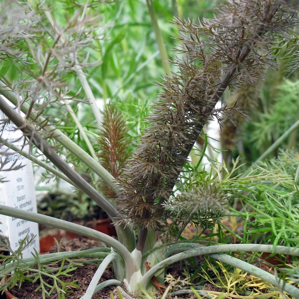 Bronzefenchel 'Purpureum' (Foeniculum vulgare) Samen