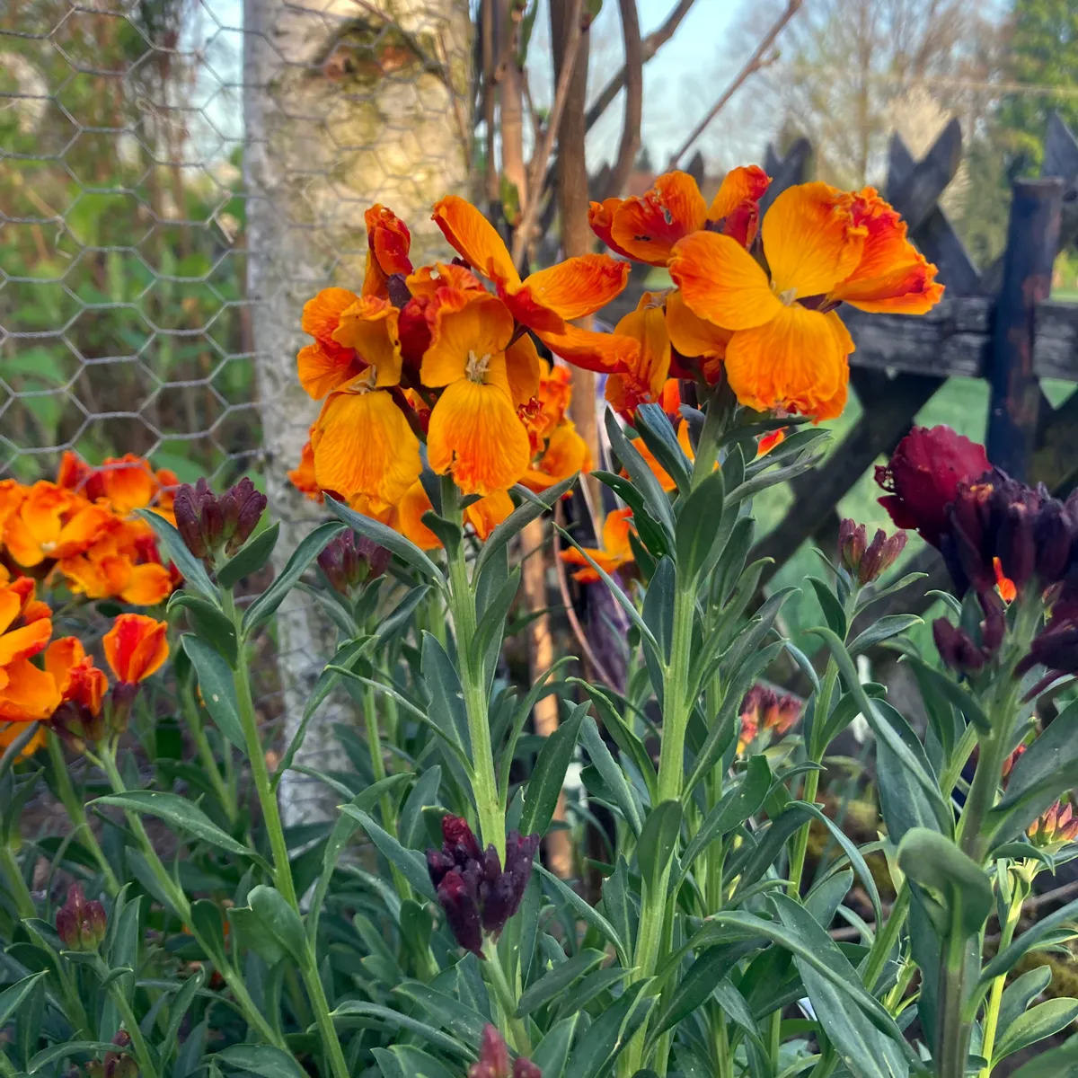 Goldlack 'Goliath Brown' (Erysimum cheiri) Samen