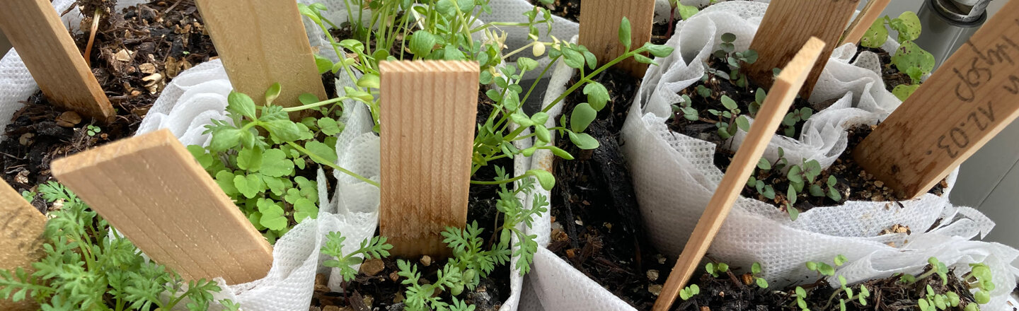 Vorkultur in Anzuchtschnecken: Jungpflanzen in gerolltem Vlies mit Holzschildern