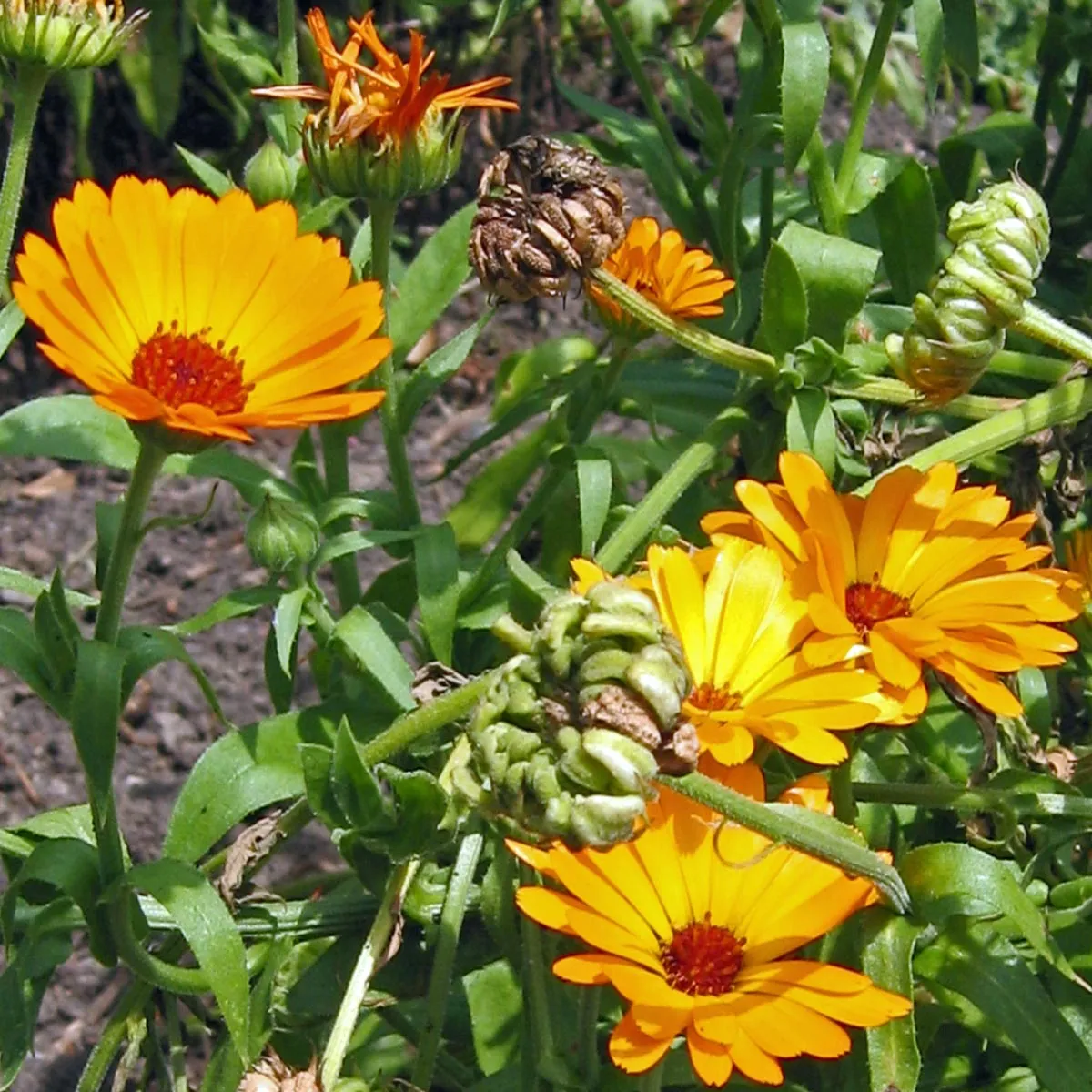 Ringelblume (Calendula officinalis) Samen
