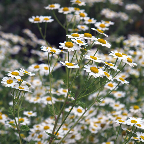 Mutterkraut (Tanacetum parthenium) mit vielen kleinen weißen Blüten mit gelber Mitte