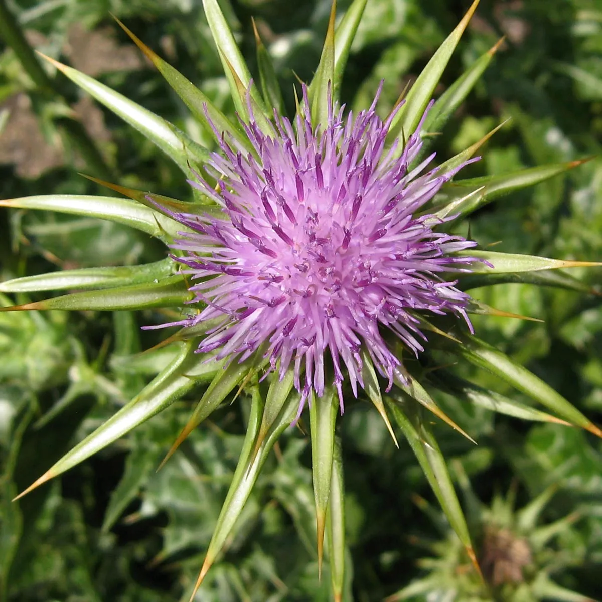 Mariendistel (Silybum marianum) Bio Saatgut