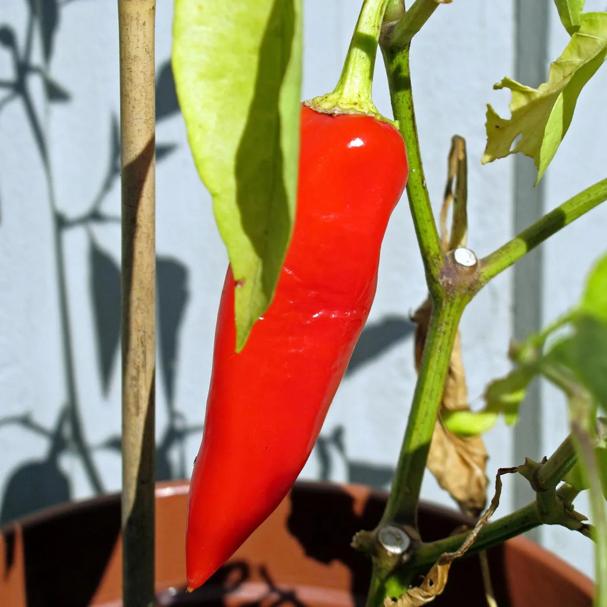 Rote Spitzpaprika 'Marconi Rosso' (Capsicum annuum) Samen