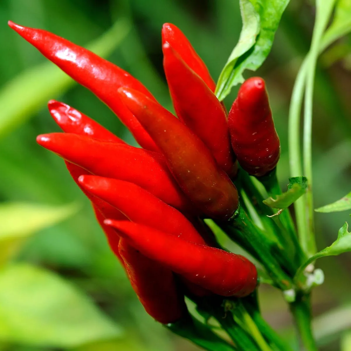 Thai Chili 'Prik Kee Noo' (Capsicum frutescens) Samen