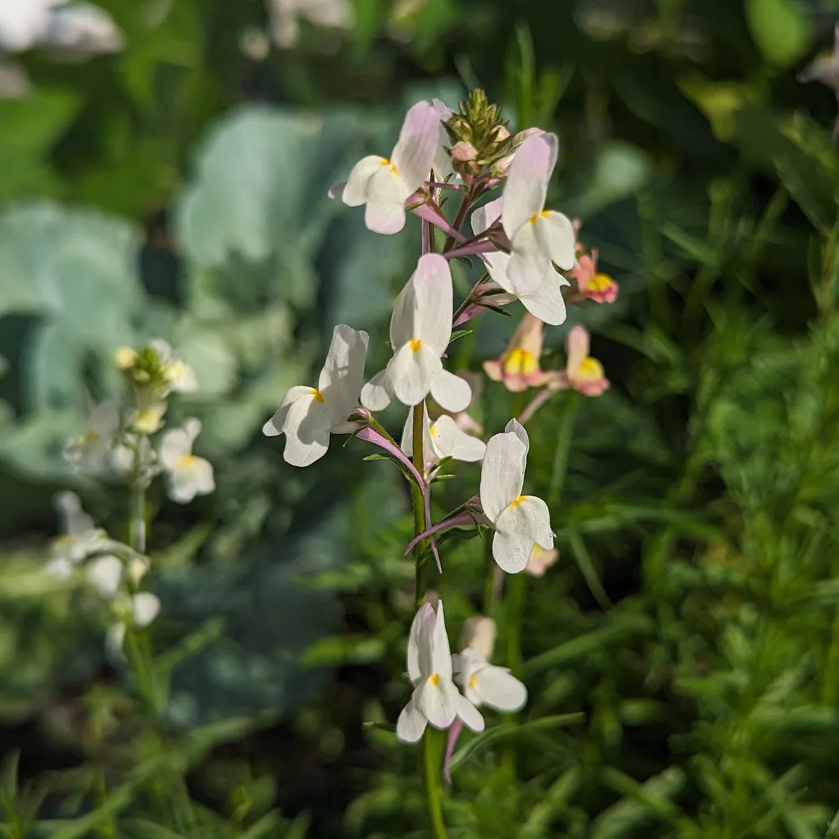 Marokkanisches Leinkraut (Linaria maroccana) Samen