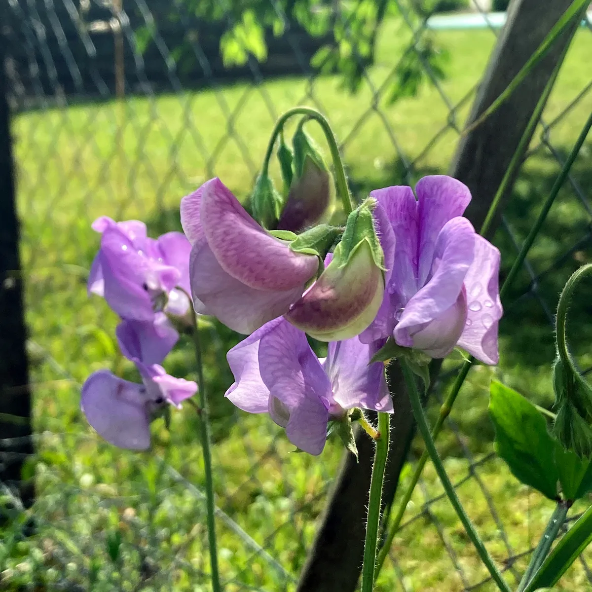 Lavendelblaue Duftwicke 'Lady Grisel Hamilton' (Lathyrus odoratus) Samen