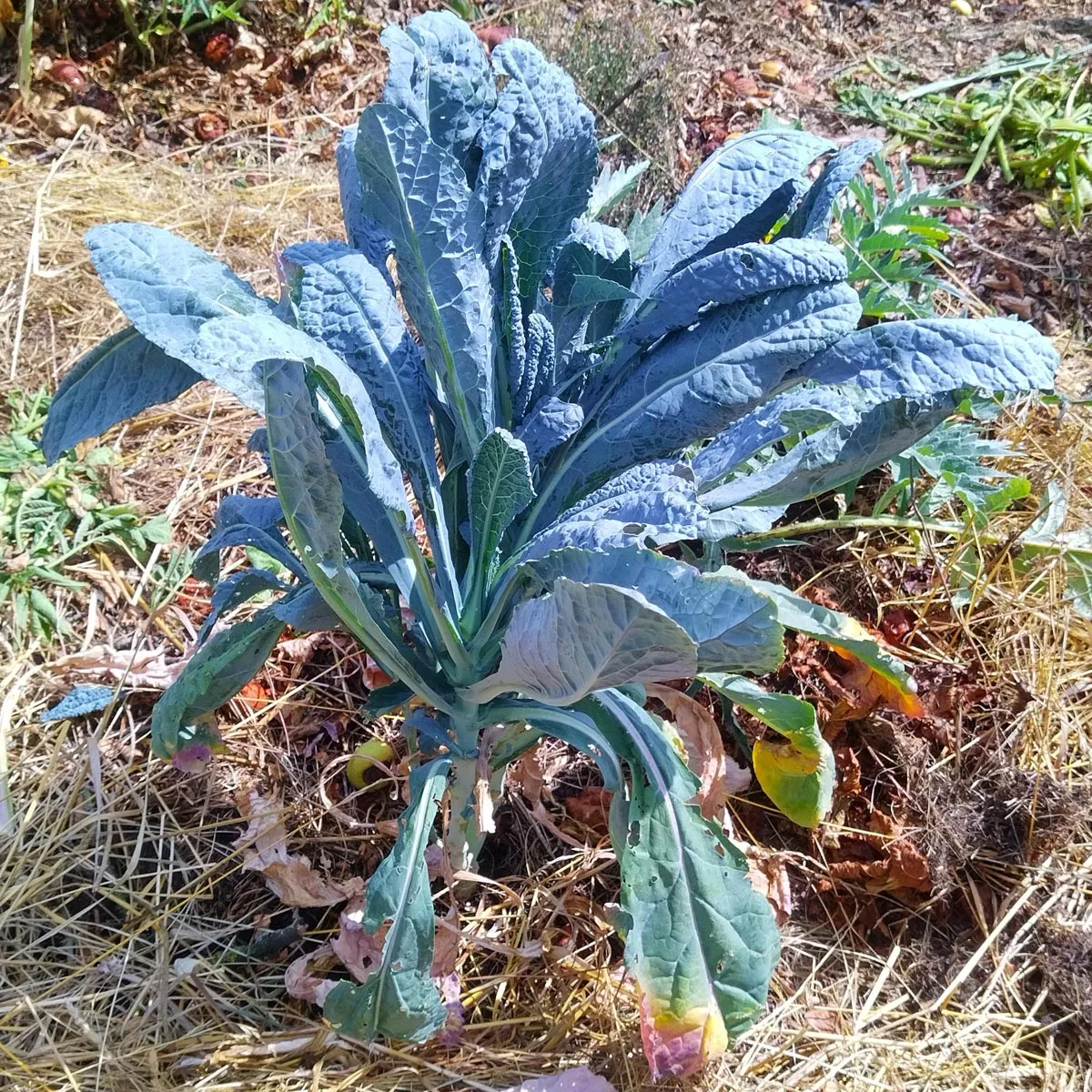 Toskanischer Palmkohl 'Cavolo Nero di Toscana' (Brassica oleracea) Bio Saatgut