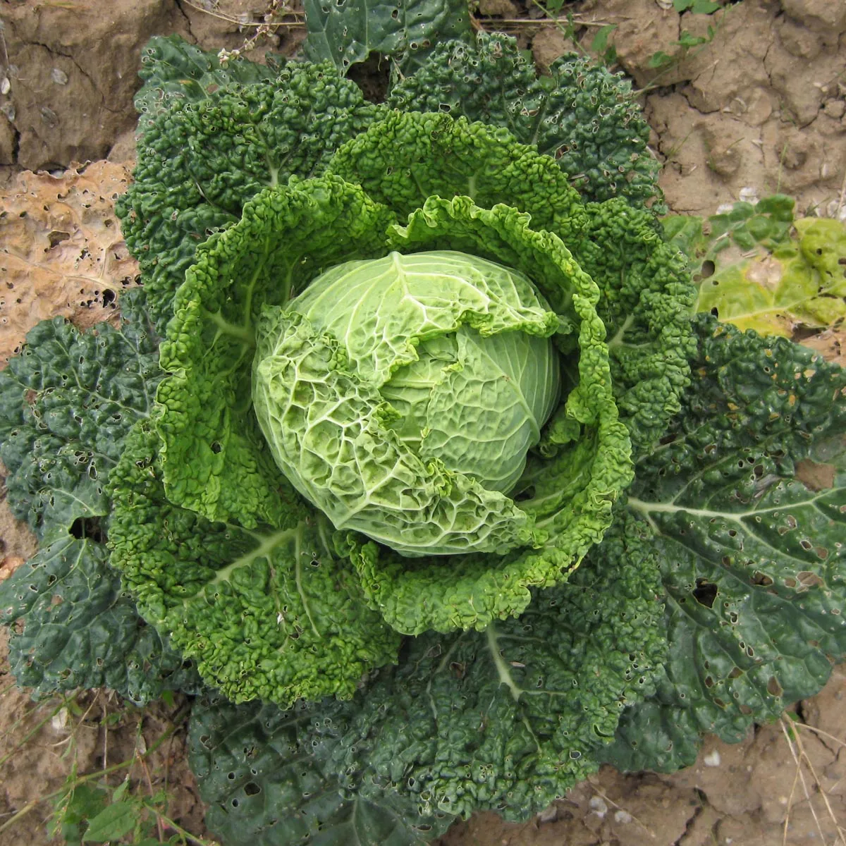 Wirsing 'Vertus' (Brassica oleracea convar. capitata var. sabauda L.) Samen