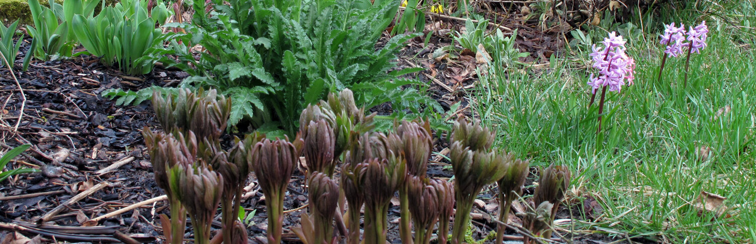 Der Frühling wird im Garten sichtbar