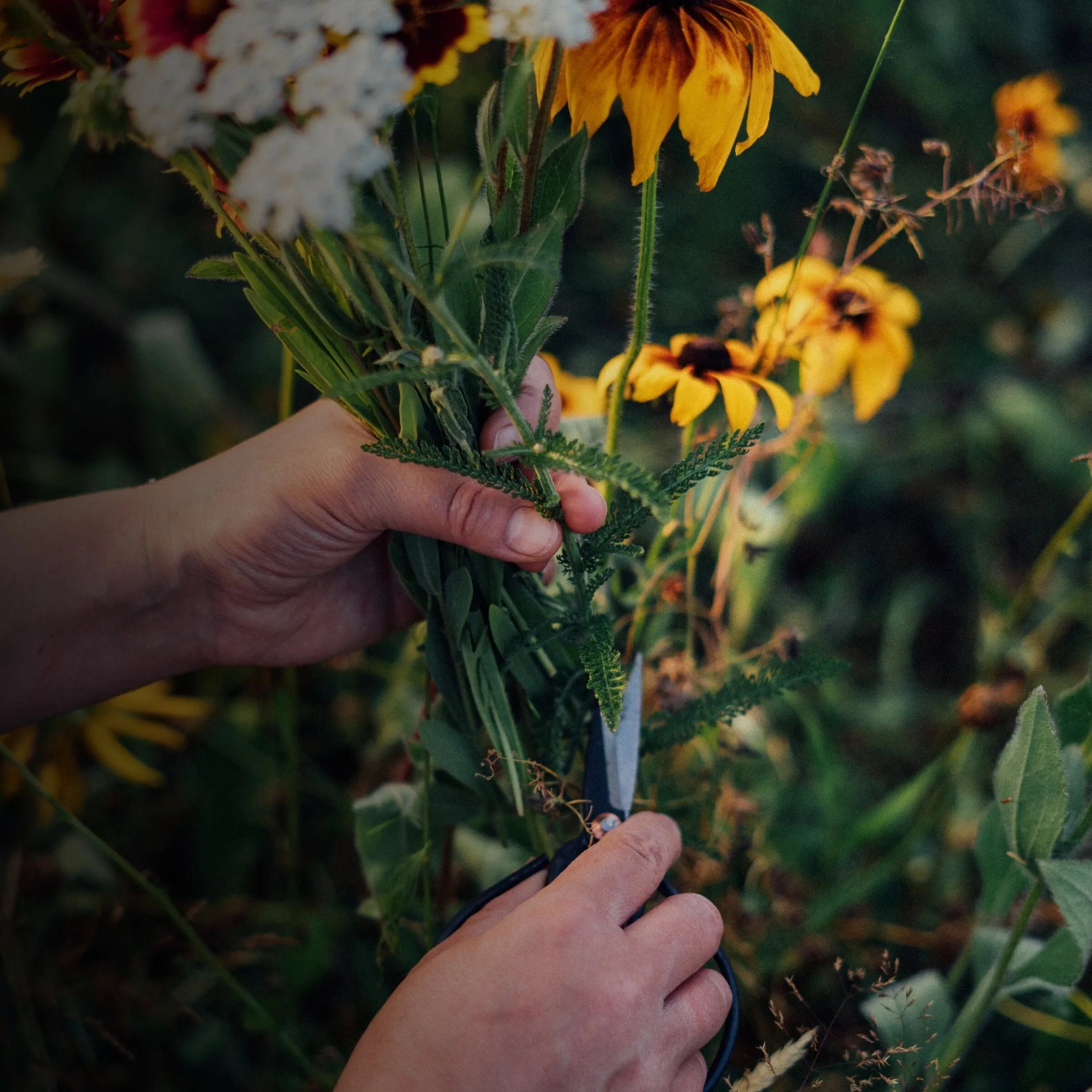 Hand hält einen frisch geschnittenen Blumenstrauß im Garten