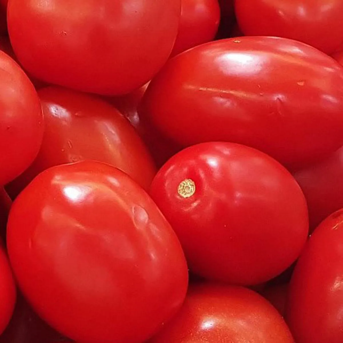 Romatomate (Solanum lycopersicum) Samen