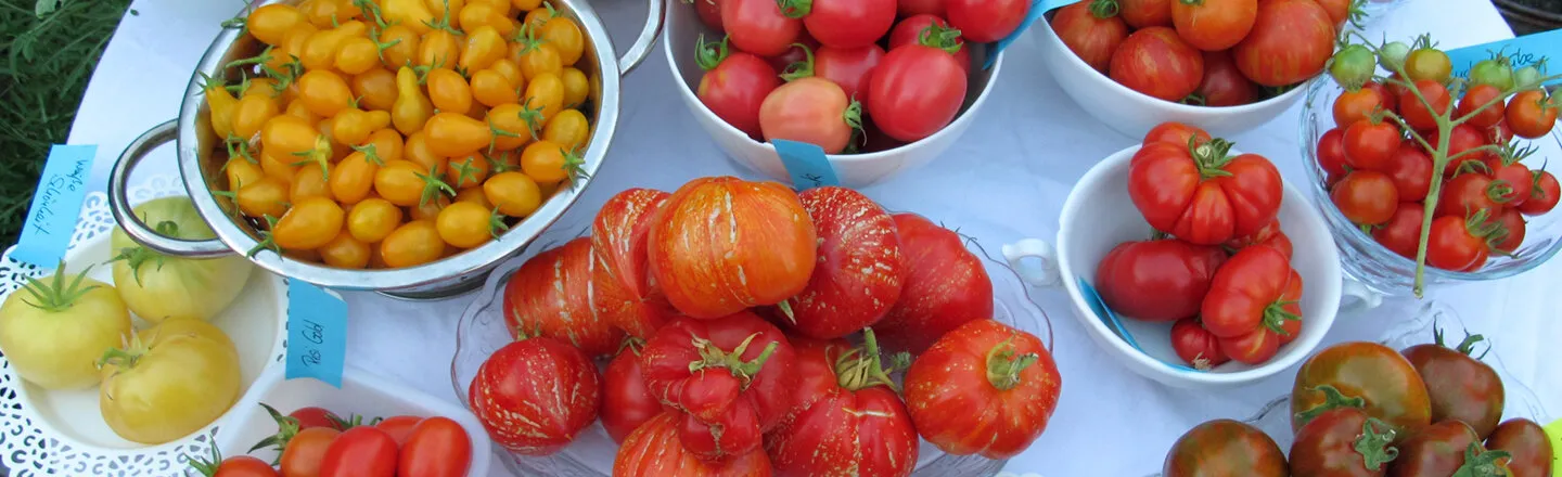 Verschiedene Tomatensorten in Schalen