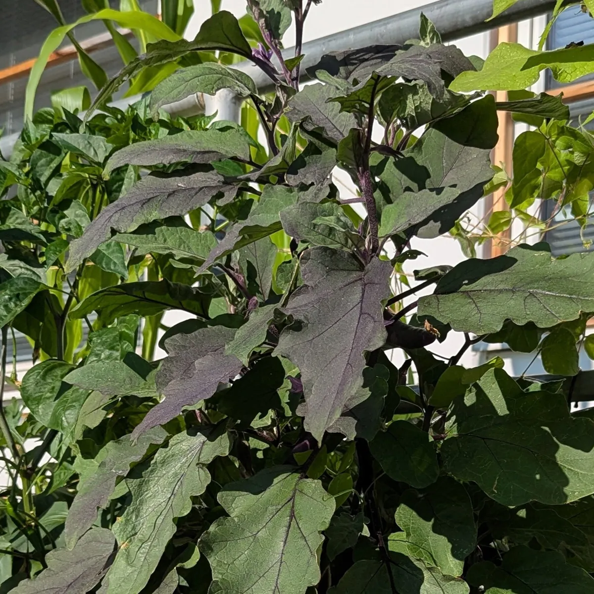 Aubergine 'Tarim' (Solanum melongena) Bio-Saatgut