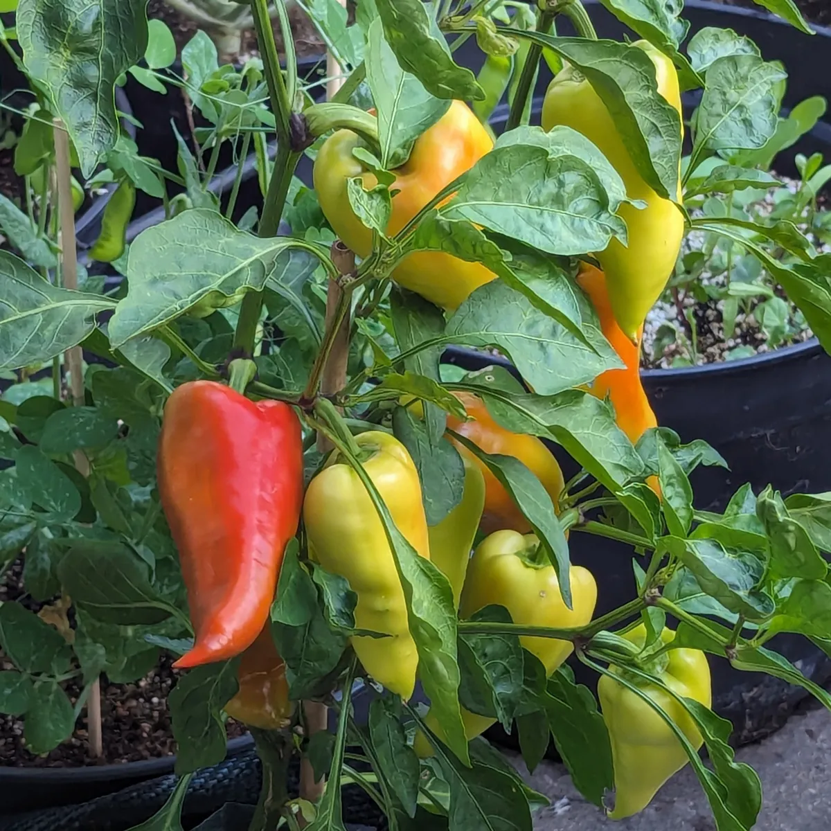 Paprika 'Roter Augsburger' (Capsicum annuum) Bio-Saatgut