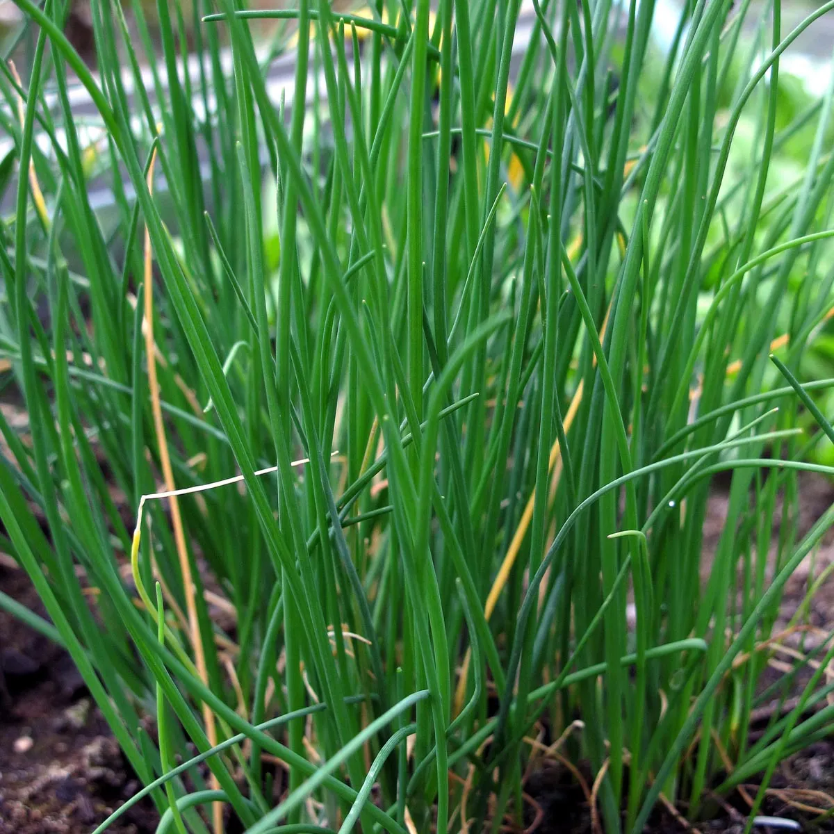 Schnittlauch (Allium schoenoprasum) Samen