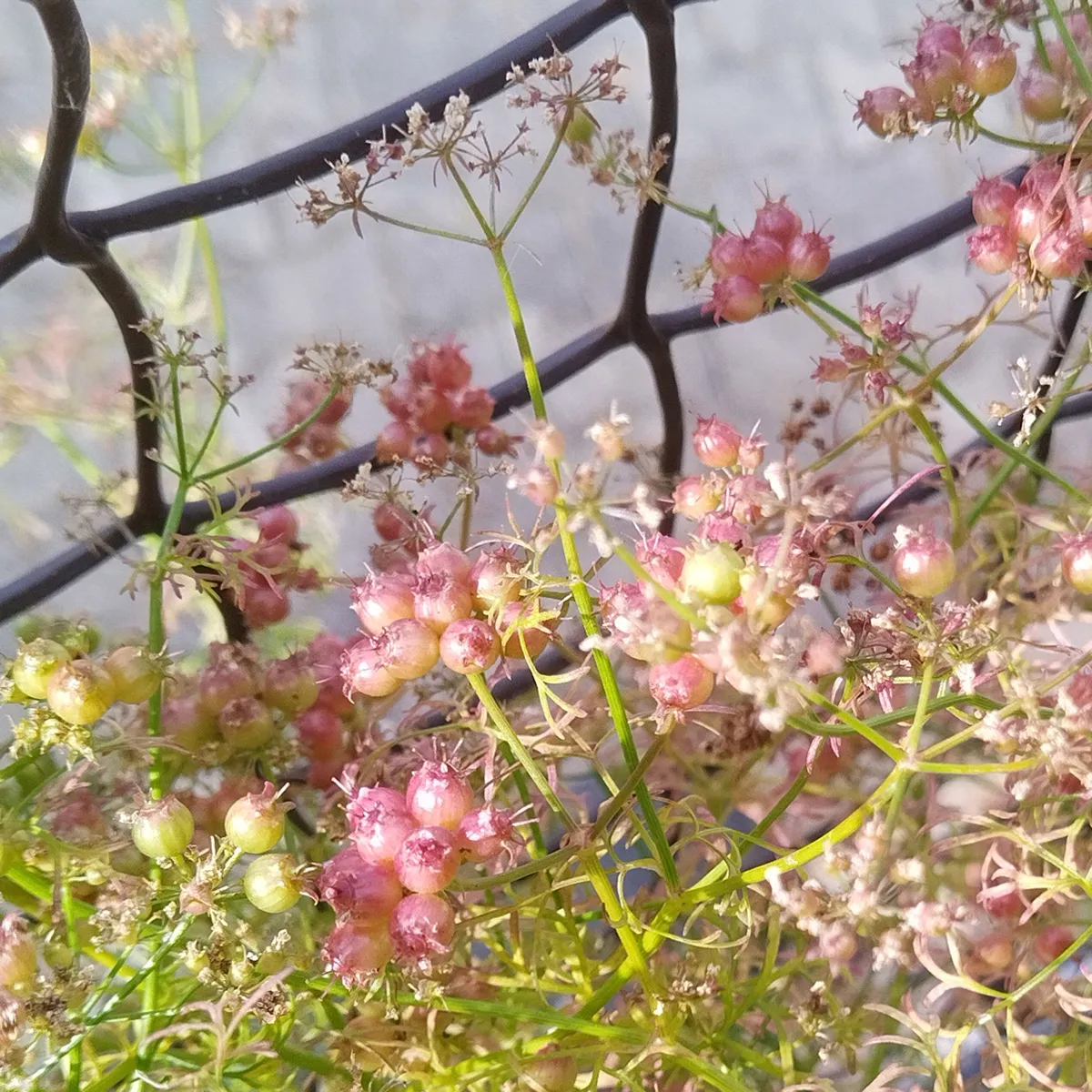 Körner-Koriander 'Jantar' (Coriandrum sativum) Samen