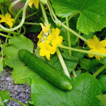 Grüne Gurke an der Pflanze mit gelben Blüten