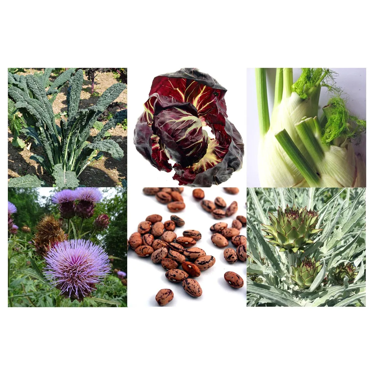 Alte italienische Gemüsesorten (Bio) - Samen-Geschenkset