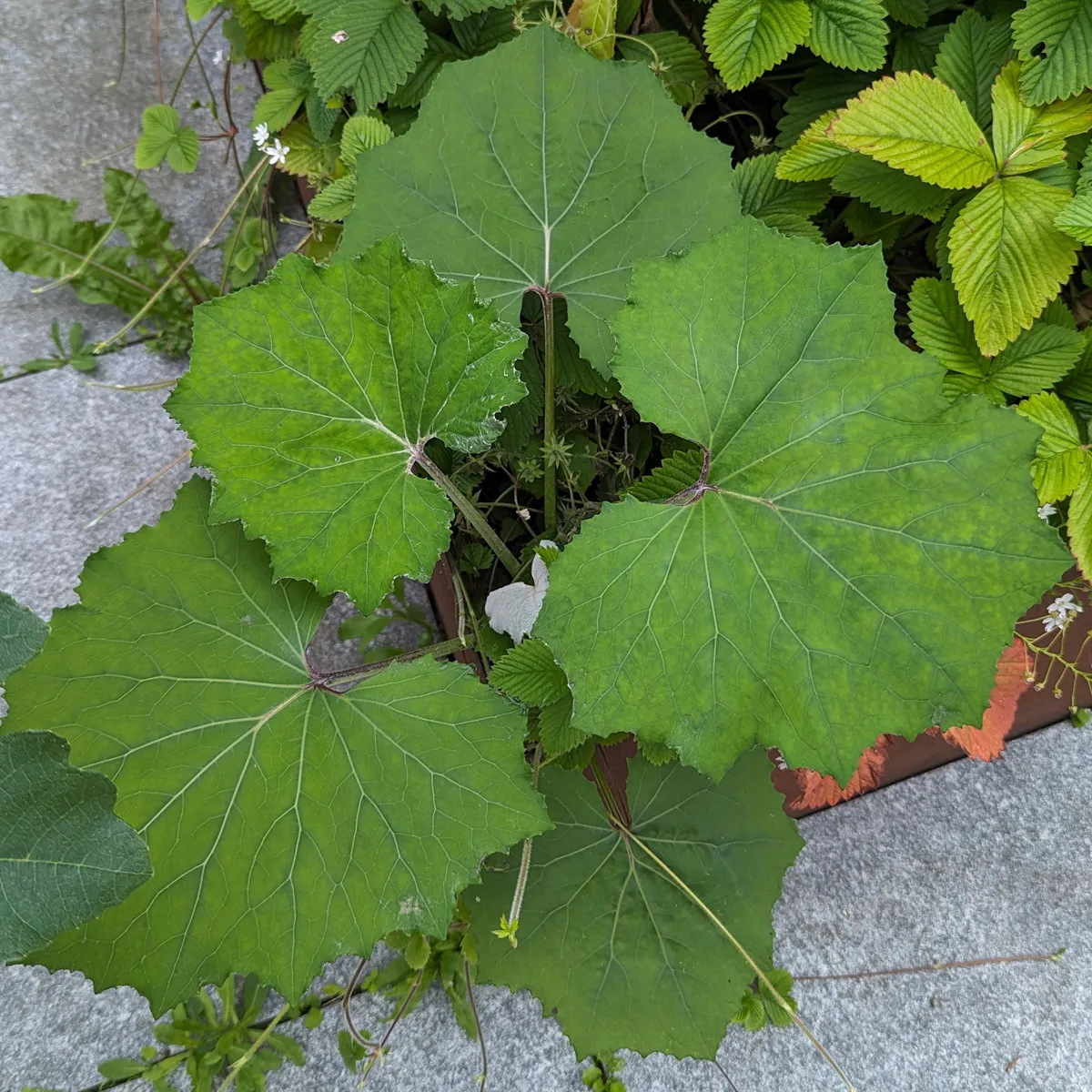 Gemeiner Huflattich (Tussilago farfara) Bio Saatgut