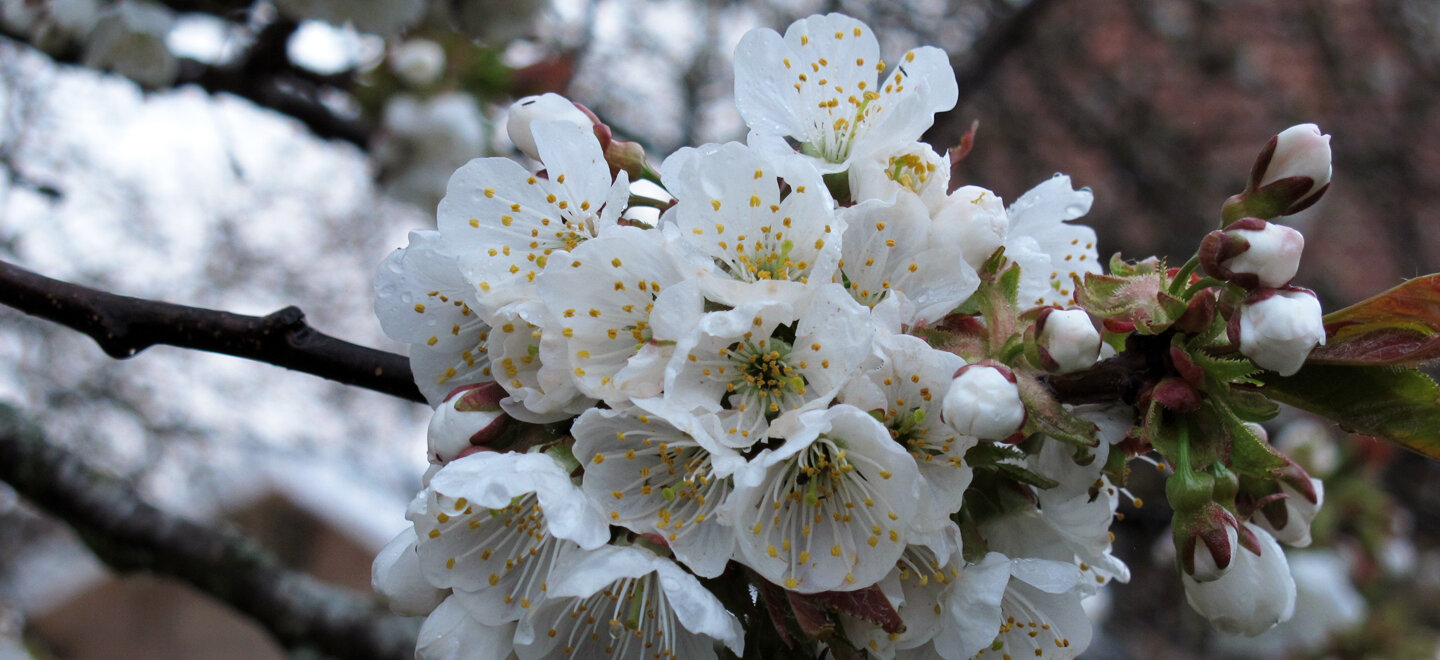 Kirschblüten