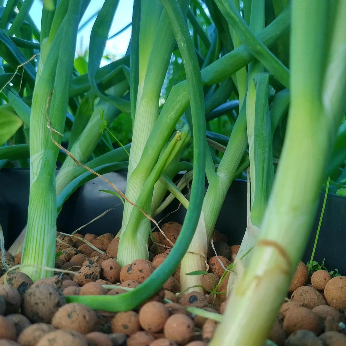 Schalotten 'Zebrune' (Allium ascalonicum) Samen