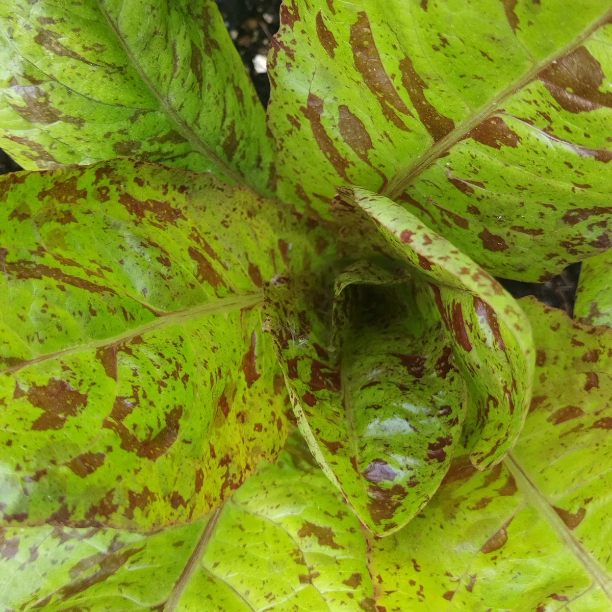 Romanasalat 'Forellenschluss' (Lactuca sativa) Bio Saatgut