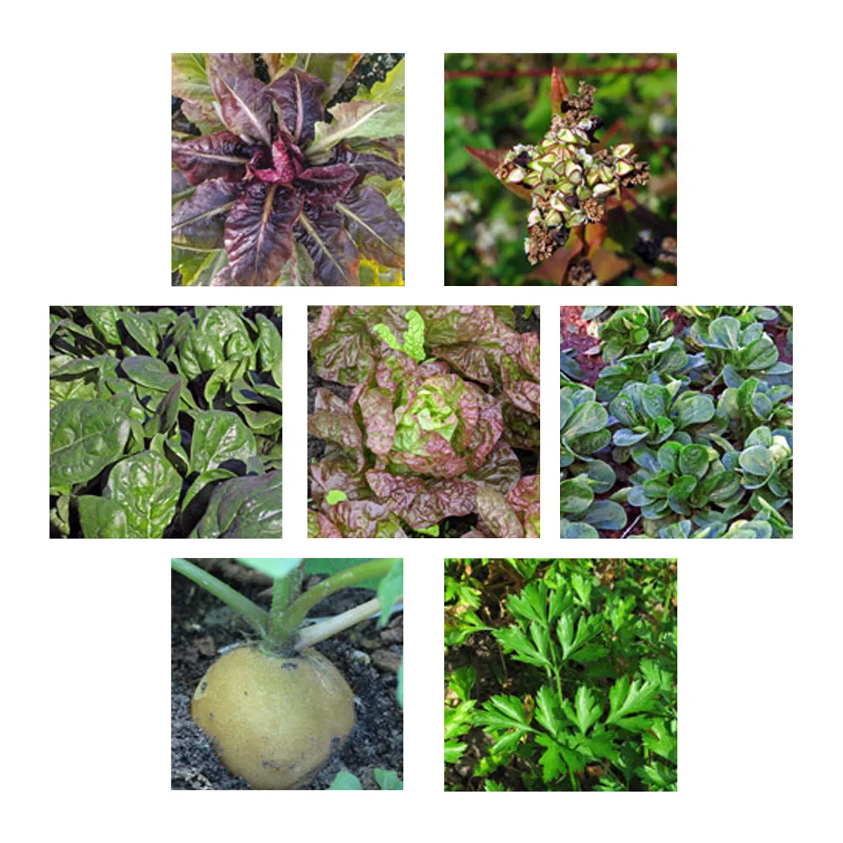 Aussaat im August (Bio) - Samen-Geschenkset