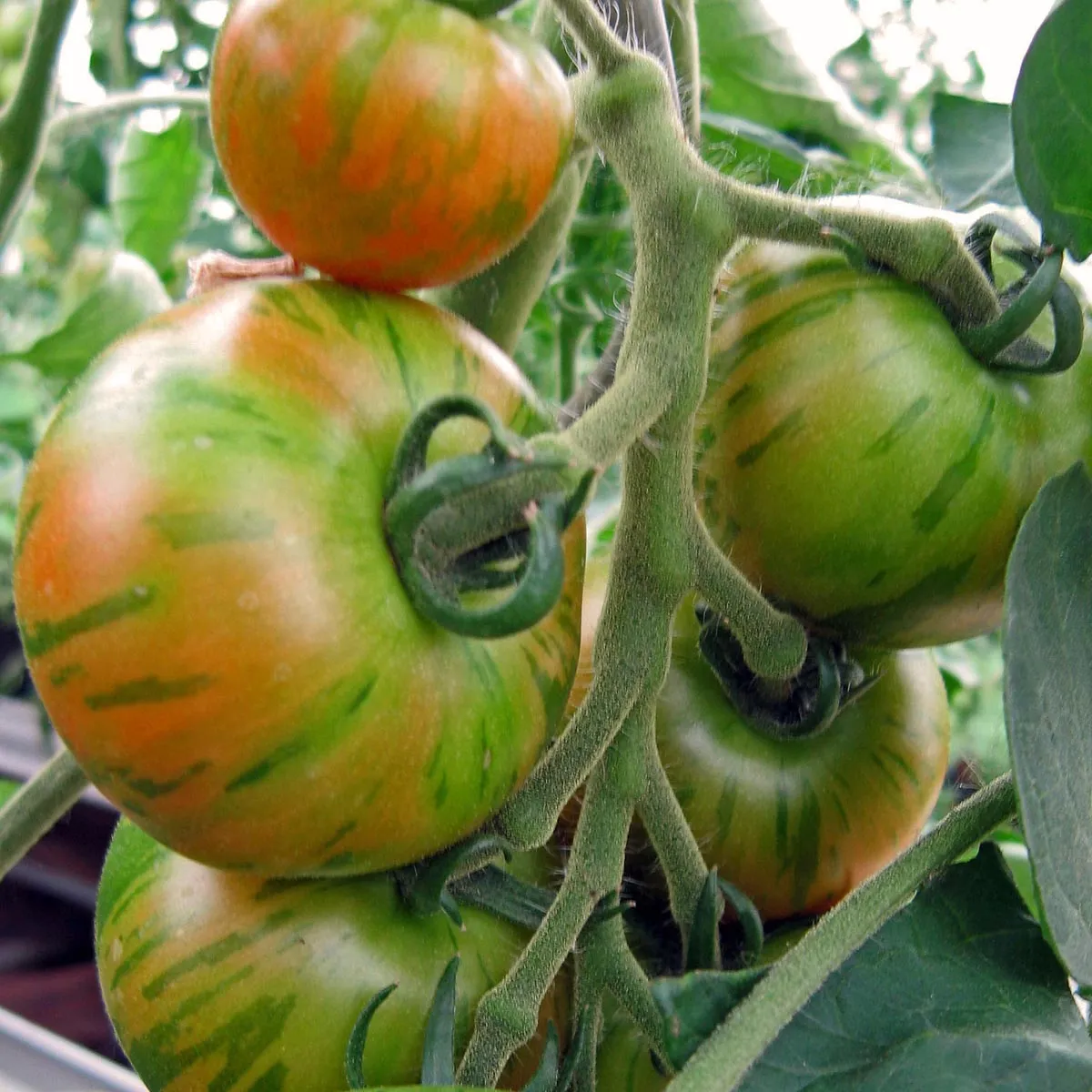 Gestreifte Tomate 'Tigerella' (Solanum lycopersicum) Samen