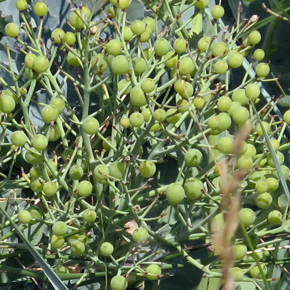 Meerkohl (Crambe maritima) Samen