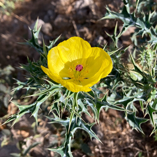Stachelmohn (Argemone mexicana) mit gelber Blüte und dornigen Blättern