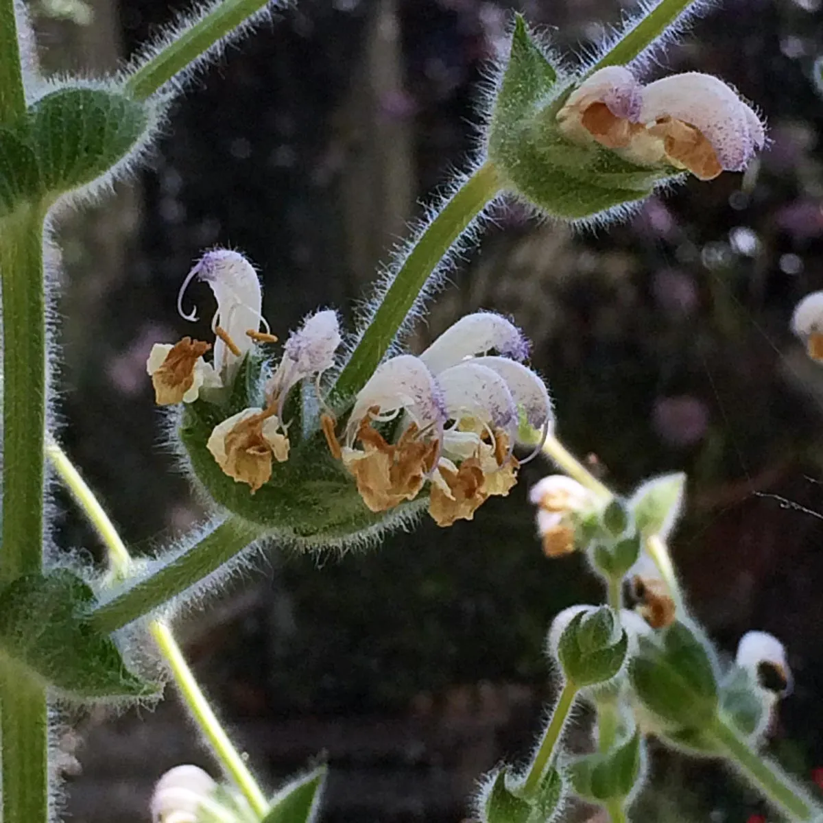 Silberblatt Salbei 'Artemis' (Salvia argentea)