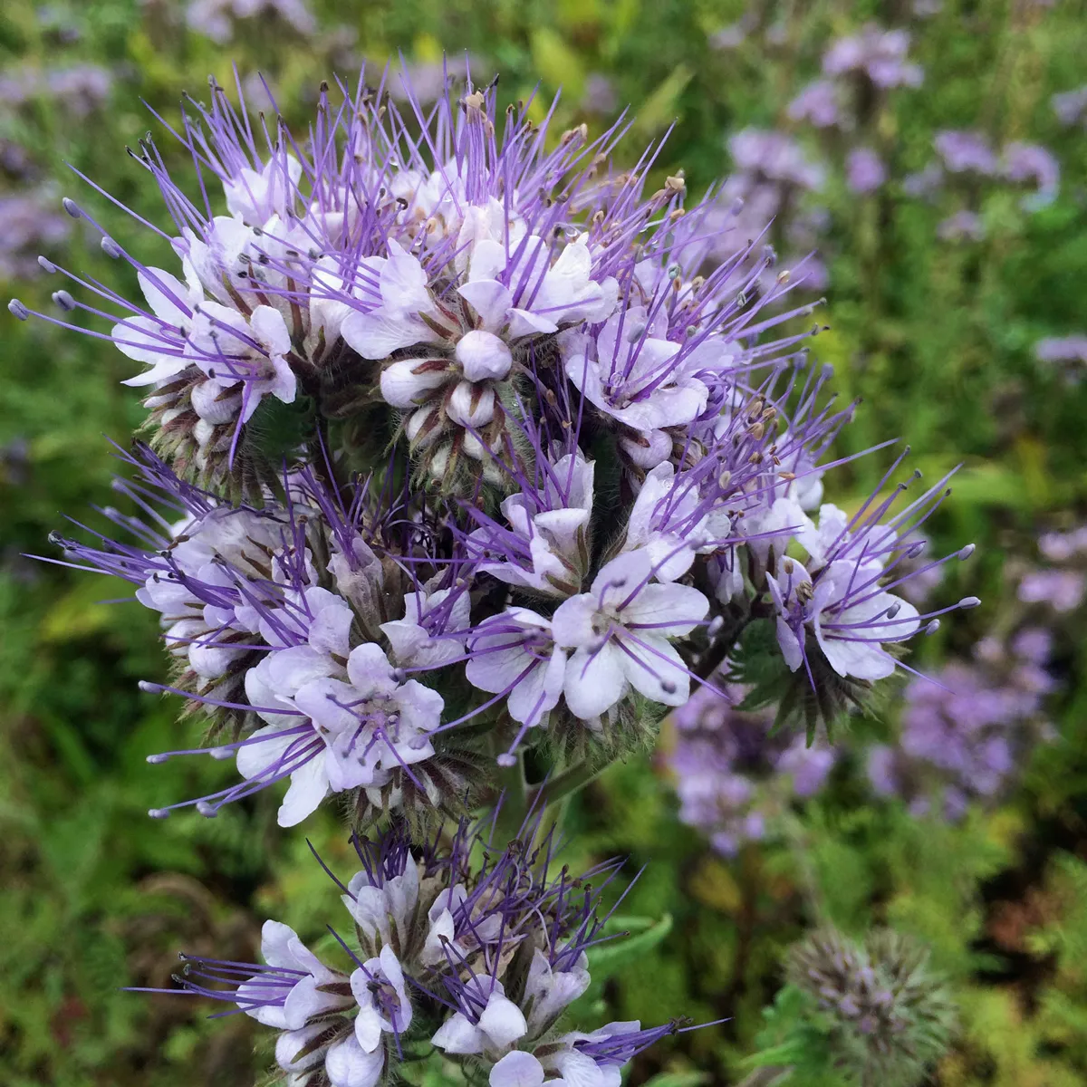 Buntblühende Gründüngung (diverse Arten und Sorten) Bio-Saatgut-Mix