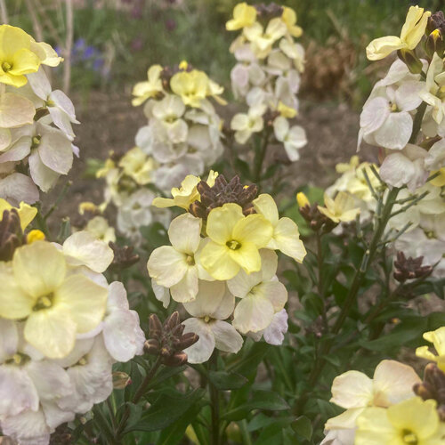Hellgelbe bis cremeweiße Blüten des Goldlacks (Erysimum cheiri)