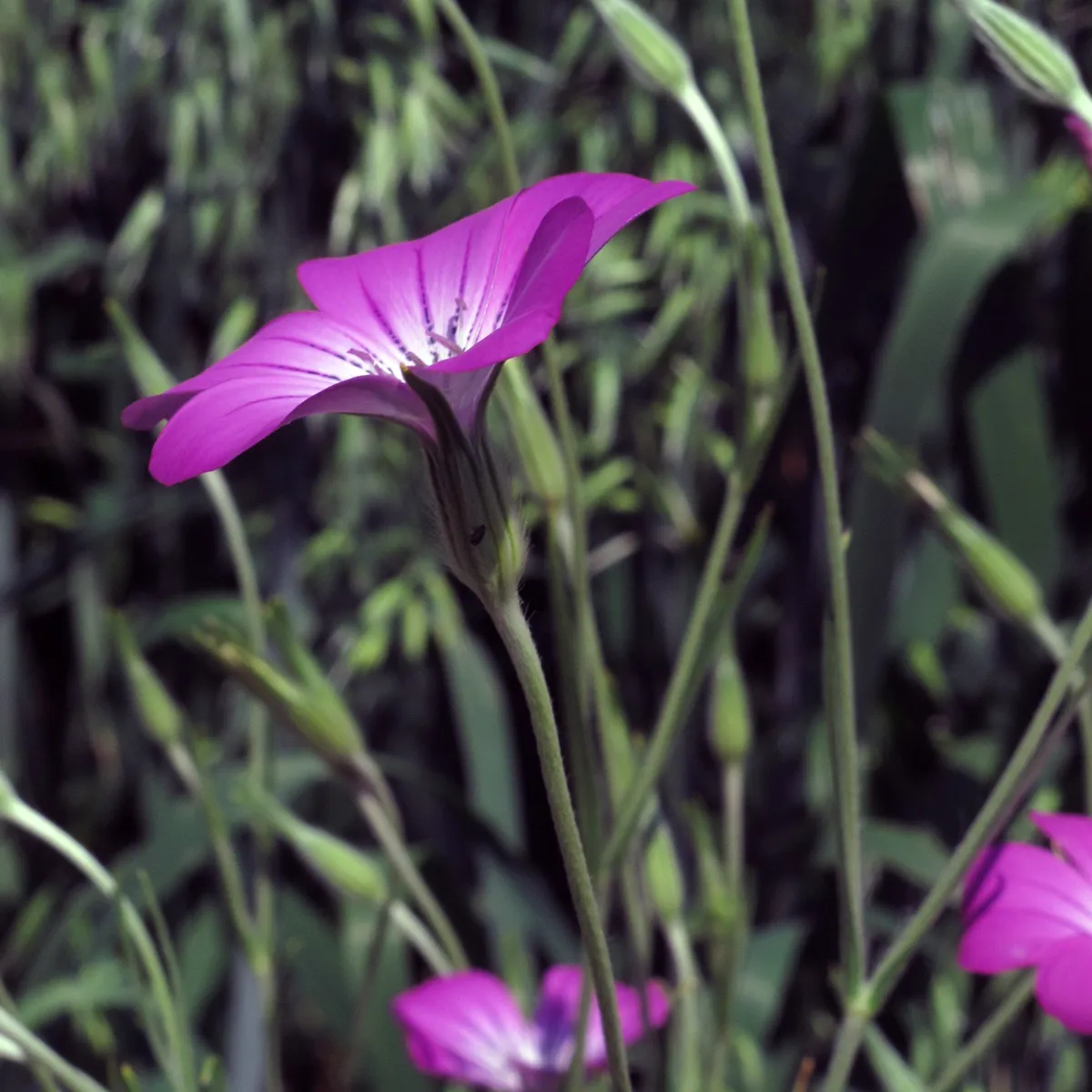 Gewöhnliche Kornrade (Agrostemma githago) Samen
