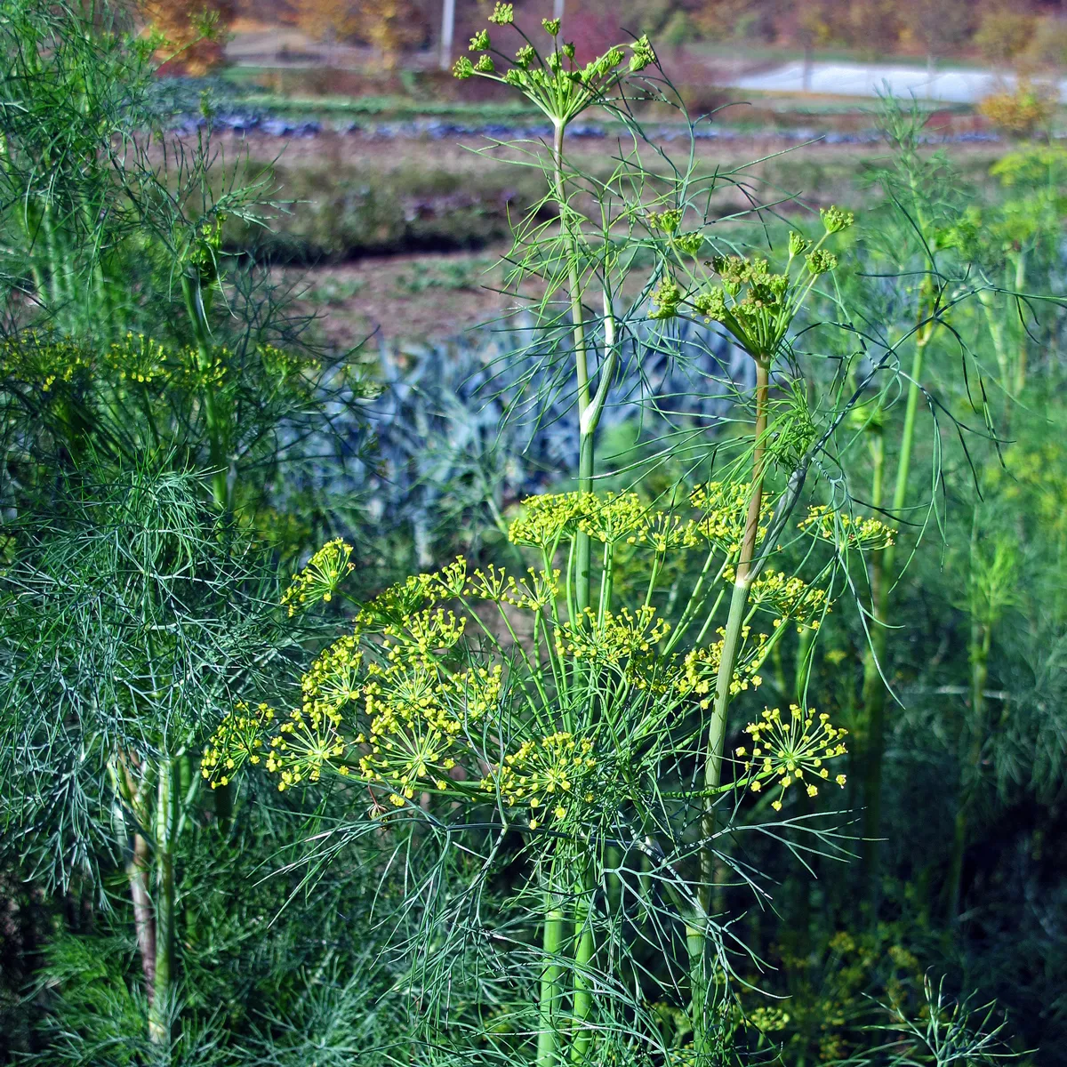 Sommerblumen in Grün (diverse Arten & Sorten) Saatgutmix