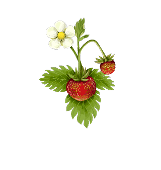 Obst & Nüsse