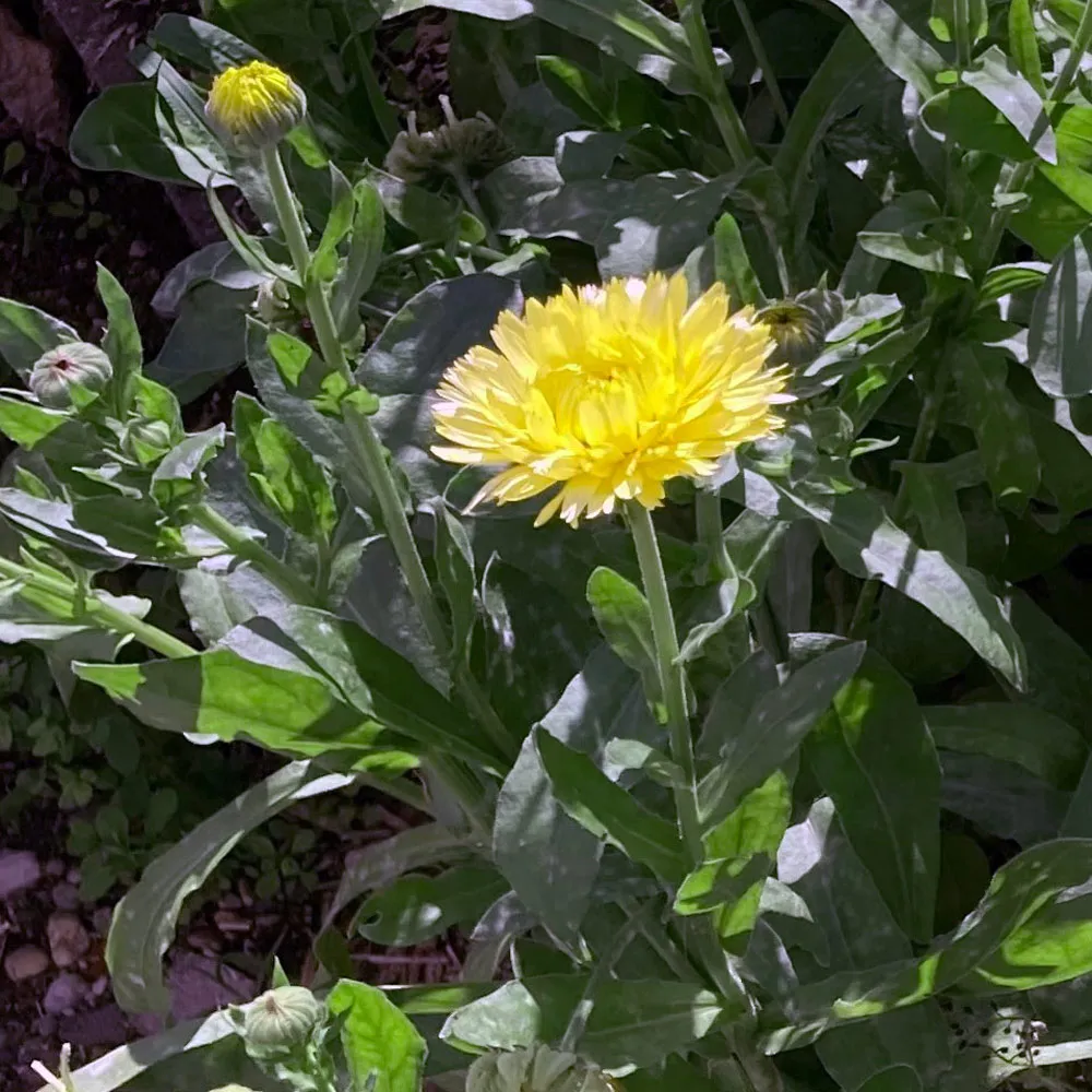 Hellgelbe Ringelblume 'Lemon Cream' (Calendula officinalis) Samen