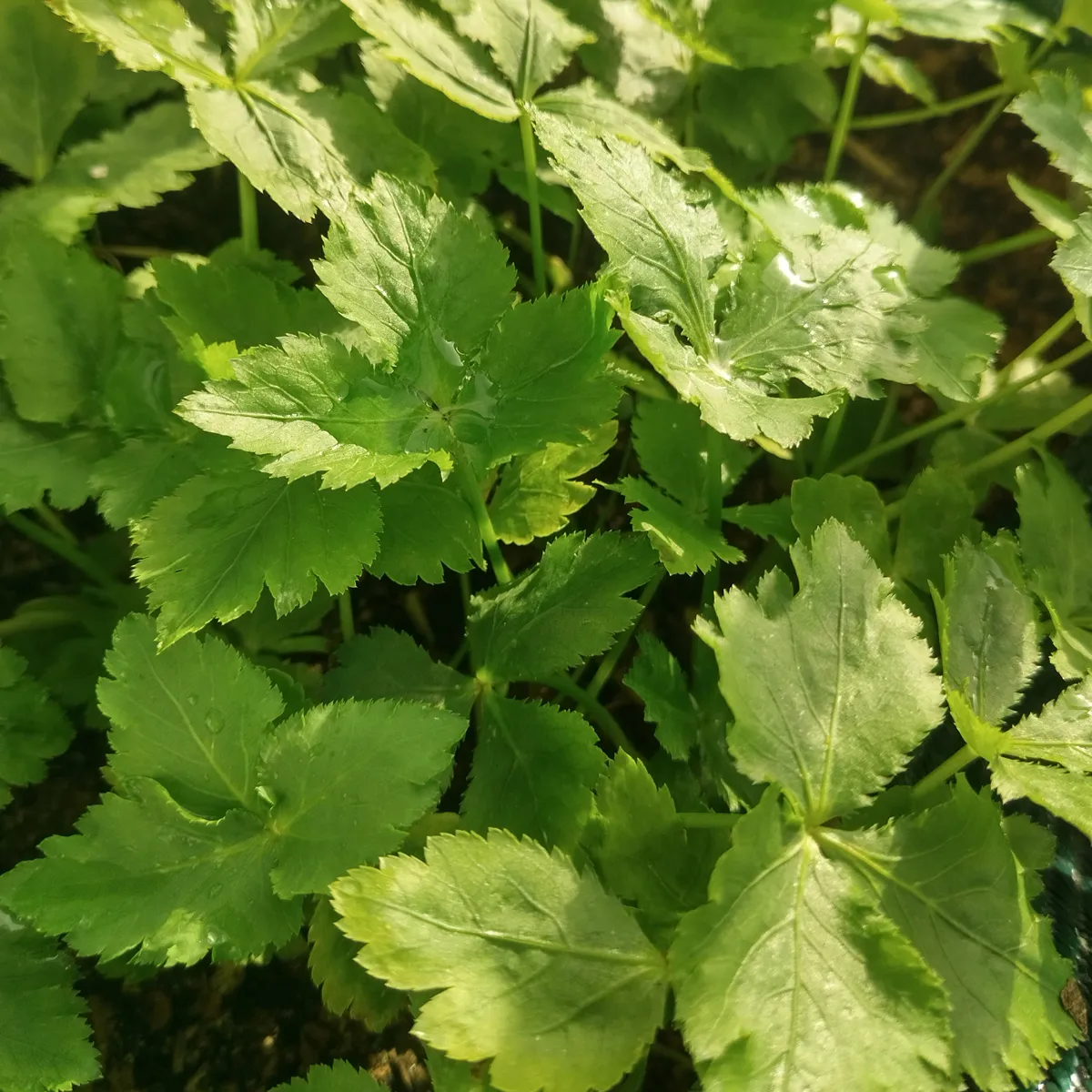 Mitsuba / Japanische Petersilie (Cryptotaenia japonica) Samen