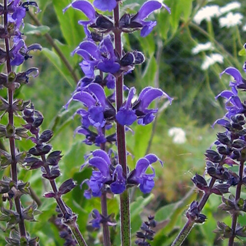 Blauviolette Blütenähren des Steppen-Salbeis