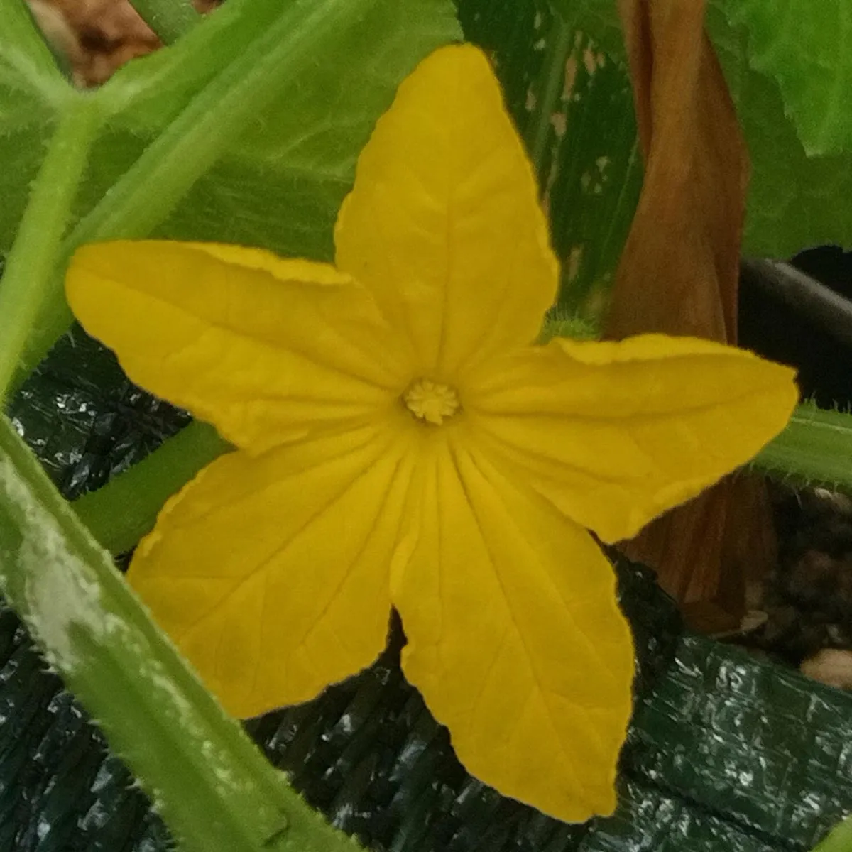 Gurke 'Marketmore’ (Cucumis sativus) Samen