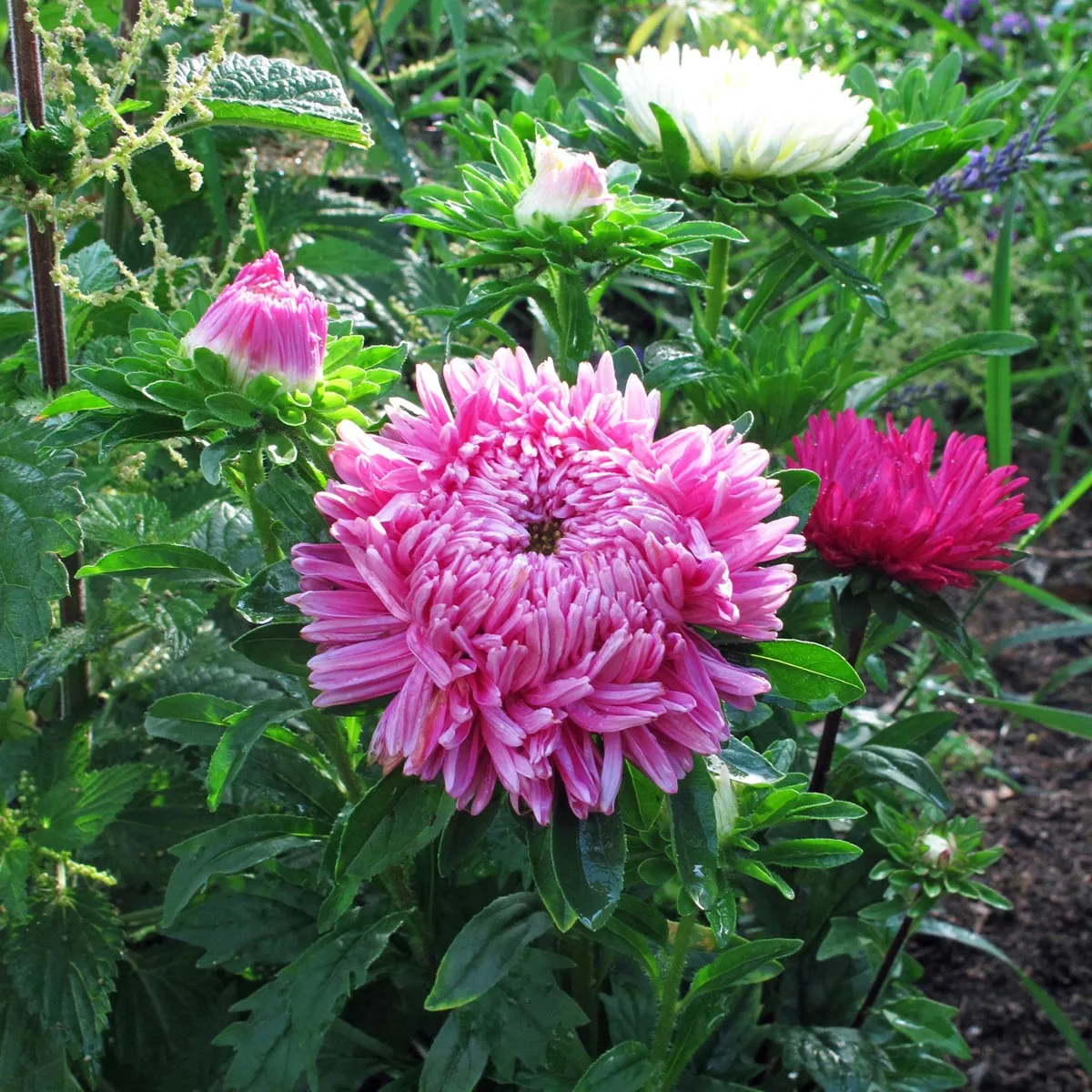 Krallenaster (Callistephus chinensis) Samen